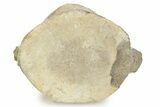 Fossil Whale Lumbar Vertebra - Yorktown Formation #237640-3